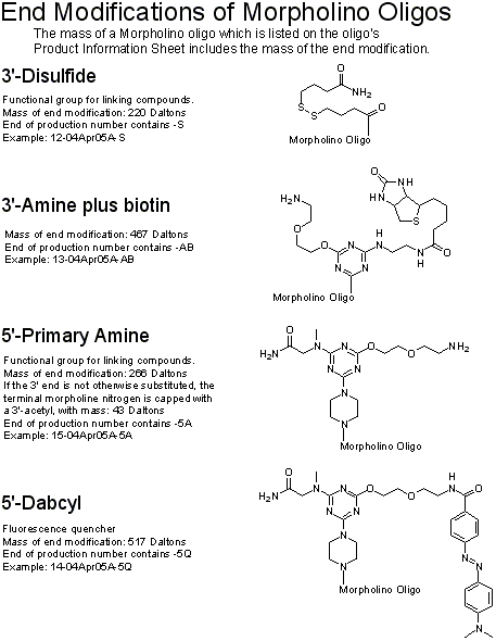 Morpholinos