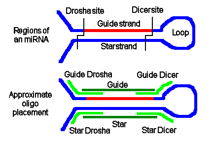 Targets for Morpholinos on miRNAs: guide, star, guide Dicer, guide Drosha, star Dicer, star Drosha.