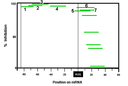 Figure showing relative activity of oligos targeted along a hepatitis B virus leader sequence.