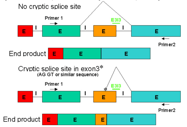 Observed outcomes of modifying pre-mRNA splicing with a Morpholino oligo, both a clean exon skip and activation of a cryptic splice site: both transcripts were found.