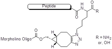 Azido Lysine Conjugation