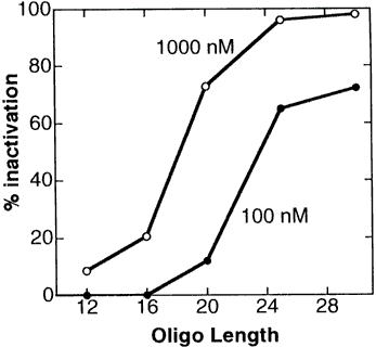 Relationship of Morpholino oligo length to oligo activity in a cell-free translation system.