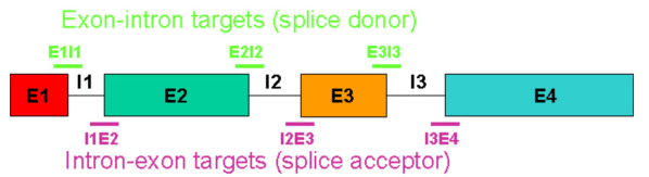 Morpholino target regions spanning intron-exon boundaries shown on a map of a pre-mRNA.