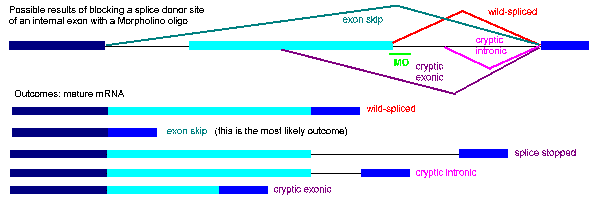 Possible outcomes of splice-modification with Morpholinos: no change from wild-type, clean exon excision, failure to splice out intron, cryptic splice activation in intron or in exon.